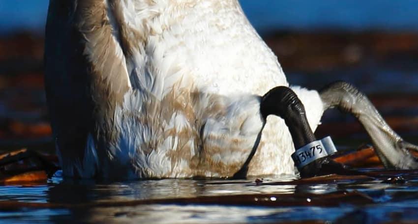 Mute swan