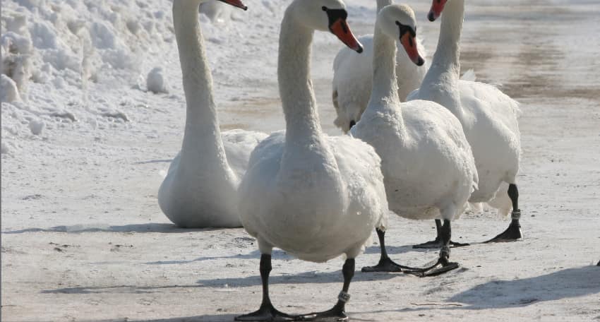 Mute swans